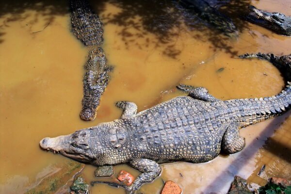 “Clever” Crocodiles in Indonesia: Viral Video Shows Them Faking Death to Lure Humans